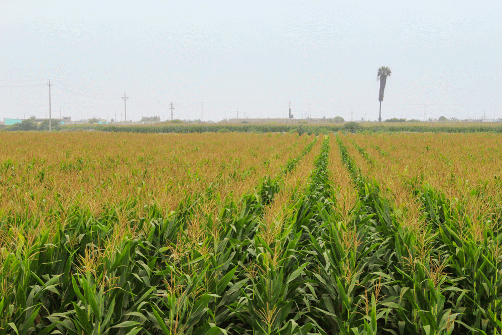 Campo de maiz SV3243 Agrogenesis